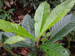 Eriobotrya japonica