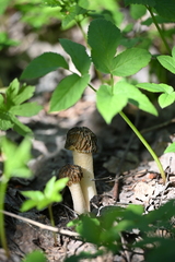 Morchellaceae