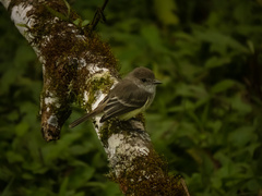 Myiarchus magnirostris
