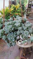 Echeveria