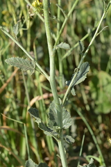 Rapistrum rugosum