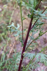 Jacobaea vulgaris