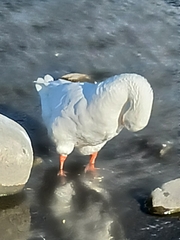 Anser anser domesticus × anser cygnoides domesticus