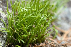 Asplenium septentrionale