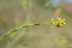 Hirschfeldia incana
