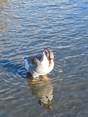 Anser anser domesticus × anser cygnoides domesticus