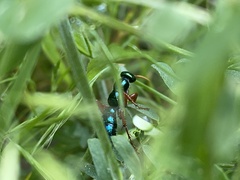 Diamma bicolor