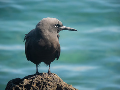 Anous stolidus galapagensis