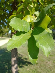 Quercus sinuata