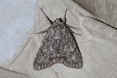 Acronicta cinerea