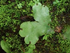 Marchantia