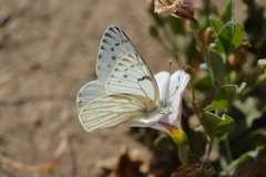 Tatochila