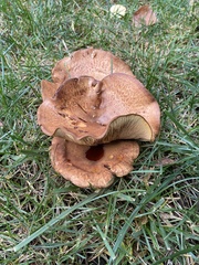 Paxillus cuprinus