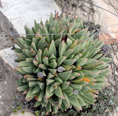 Machairophyllum albidum