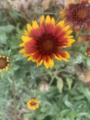 Gaillardia