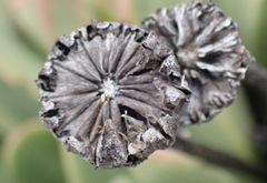 Machairophyllum albidum