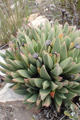 Machairophyllum albidum