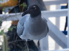 Leucophaeus fuliginosus