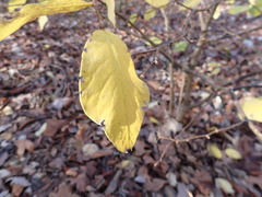 Dirca decipiens