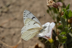 Tatochila