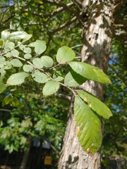 Ulmus crassifolia