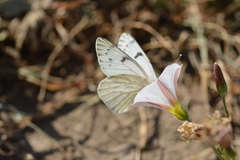 Tatochila