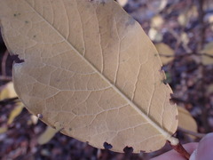 Dirca decipiens