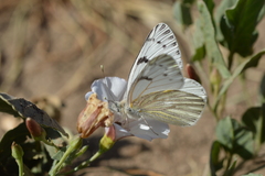 Tatochila