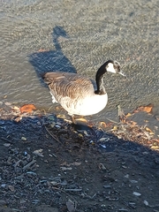 Branta canadensis