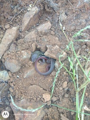 Aspidoscelis costatus