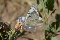 Tatochila