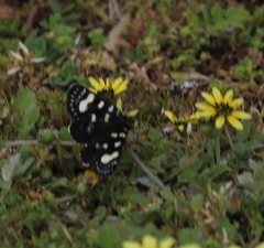 Phalaenoides tristifica