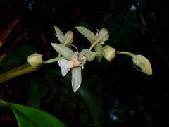 Coelogyne