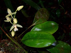 Coelogyne