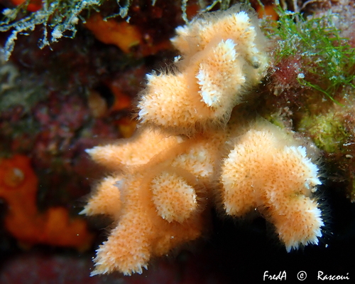 Representative image of Dentiporella sardonica