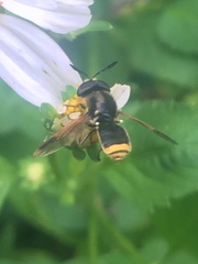 Hoplitimyia mutabilis