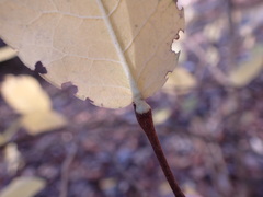 Dirca decipiens