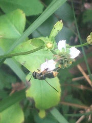 Hoplitimyia mutabilis