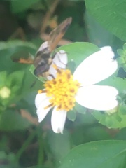 Hoplitimyia mutabilis