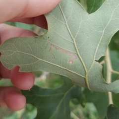 Nepticuloidea
