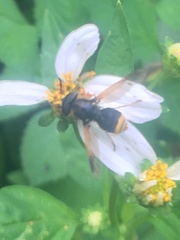 Hoplitimyia mutabilis