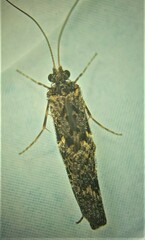 Hydrobiosidae