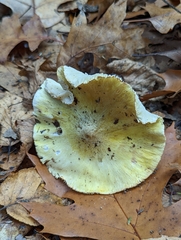 Tricholoma sejunctum