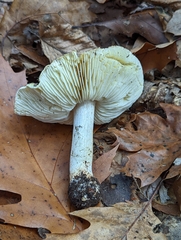 Tricholoma sejunctum