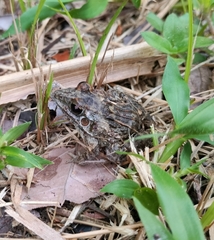 Leptodactylus fuscus