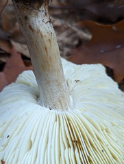Tricholoma sejunctum