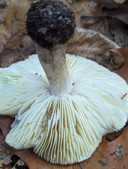 Tricholoma sejunctum