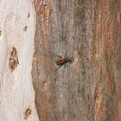 Havinthus rufovarius