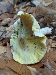 Tricholoma sejunctum