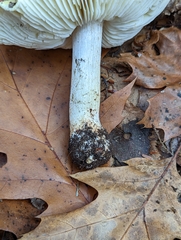 Tricholoma sejunctum